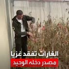غزي يفقد مصدر دخله الوحيد بعد أن دمرت الغارات الإسرائيلية محاصيله الزراعية