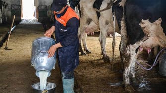 تونس.. نقص الحليب يؤرق المستهلكين ومخاوف من اختفائه