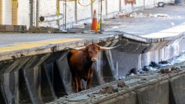 A bull stands on the rail tracks near Newark Penn Station in New Jersey, U.S., in this photo released by New Jersey Transit on December 14, 2023. NJ Transit/Handout via REUTERS THIS IMAGE HAS BEEN SUPPLIED BY A THIRD PARTY.
