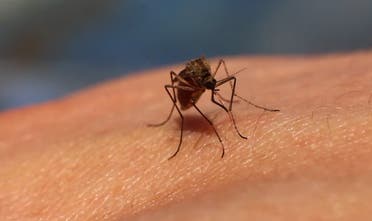 البعوض ينقل الأمراض المعدية كالملاريا وحمى الضنك