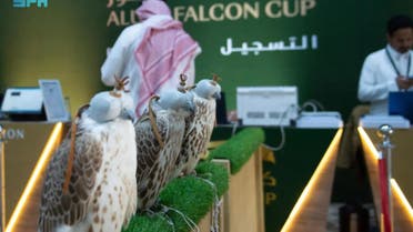 Falconers wishing to register their birds for the fourth track of the cup for locals can do so from 9 a.m. until 12 p.m. each day until Thursday. (SPA)