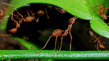 Ants help biting green leaf to build nest. stock photo