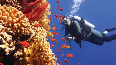 A diver in the Red Sea. (Supplied: NEOM)