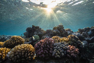 Corals in the Red Sea. (Supplied: NEOM)