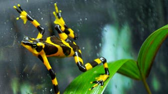 At least 130 poisonous Harlequin frogs seized at airport in Colombia