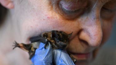 Barbara Gorecka gives an antibiotic to a bat at her apartment in Szczecin on February 1, 2024. Poland's Szczecin may be no Gotham City, but this is where 69-year-old pensioner Barbara Gorecka, nicknamed Polish Bat-mum, keeps her watchful eye on ailing bats, the only flying mammals that struggle increasingly with the effect of climate change. (Photo by Sergei GAPON / AFP)