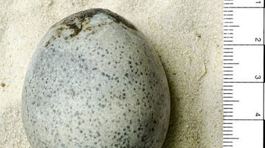 شاهد بيضة أثرية ونادرة.. عمرها 1700 عام ومازالت سليمة