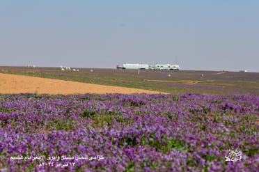 الحزامى