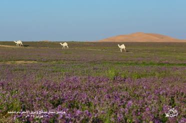 الحزامي في صحراء السعودية