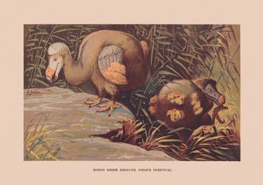 طائر الدودو المنقرض (آيستوك)