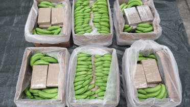 A handout picture released by the National Crime Agency (NCA) on February 22, 2024 shows packages of cocaine hidden between bananas seized at the harbour of Southampton southern England announced the Organised Crime Agency (NCA). (AFP)