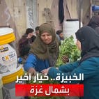 نبتة "الخبيزة".. خيار أخير أمام سكان شمال غزة في ظل الجوع الذي يعيشونه