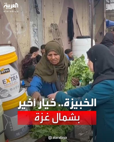 نبتة "الخبيزة".. خيار أخير أمام سكان شمال غزة في ظل الجوع الذي يعيشونه