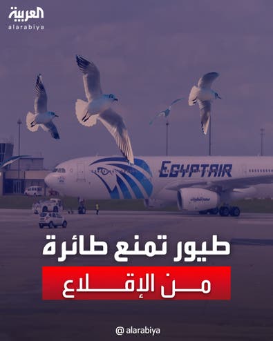 بسبب الطيور.. طائرة مصرية تلغي رحلتها في رواندا
