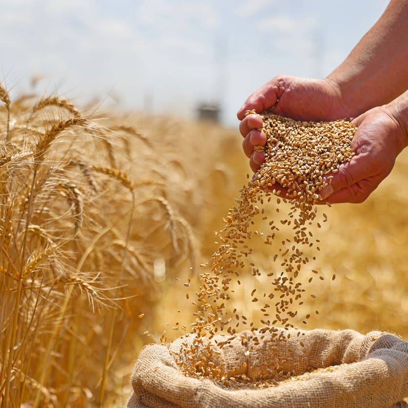 العراق يعلن تحقيق الاكتفاء الذاتي من محصول القمح