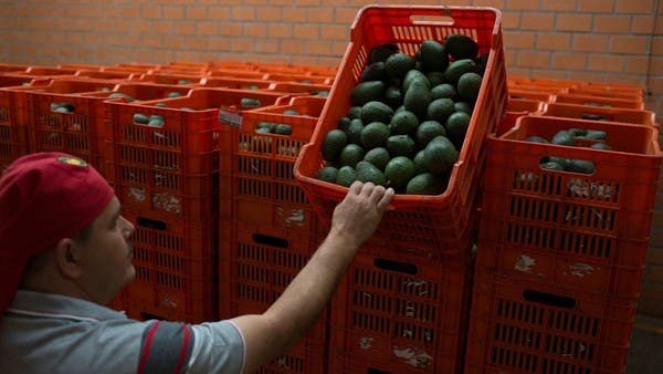 US suspends avocado imports from Mexico’s Michoacan state after ...