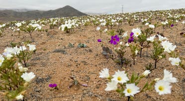 ازهار شتوي مبكر في صحراء أتاكاما