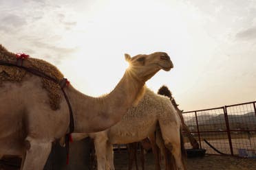 گھی میلہ
