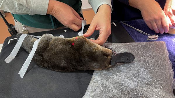 Australia platypus conservation center, world’s largest, welcomes first ...