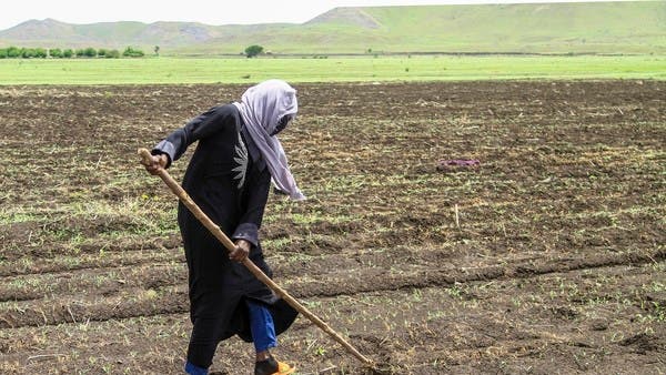 عبر نقص التمويل والعمالة.. حرب السودان تضع موسم الحصاد بخطر