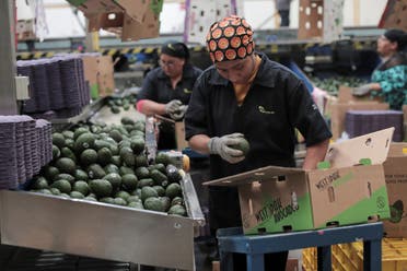 Workers select freshly picked avocados for export to the US at a packing warehouse, in Periban, Mexico, January 17, 2025. (Reuters)