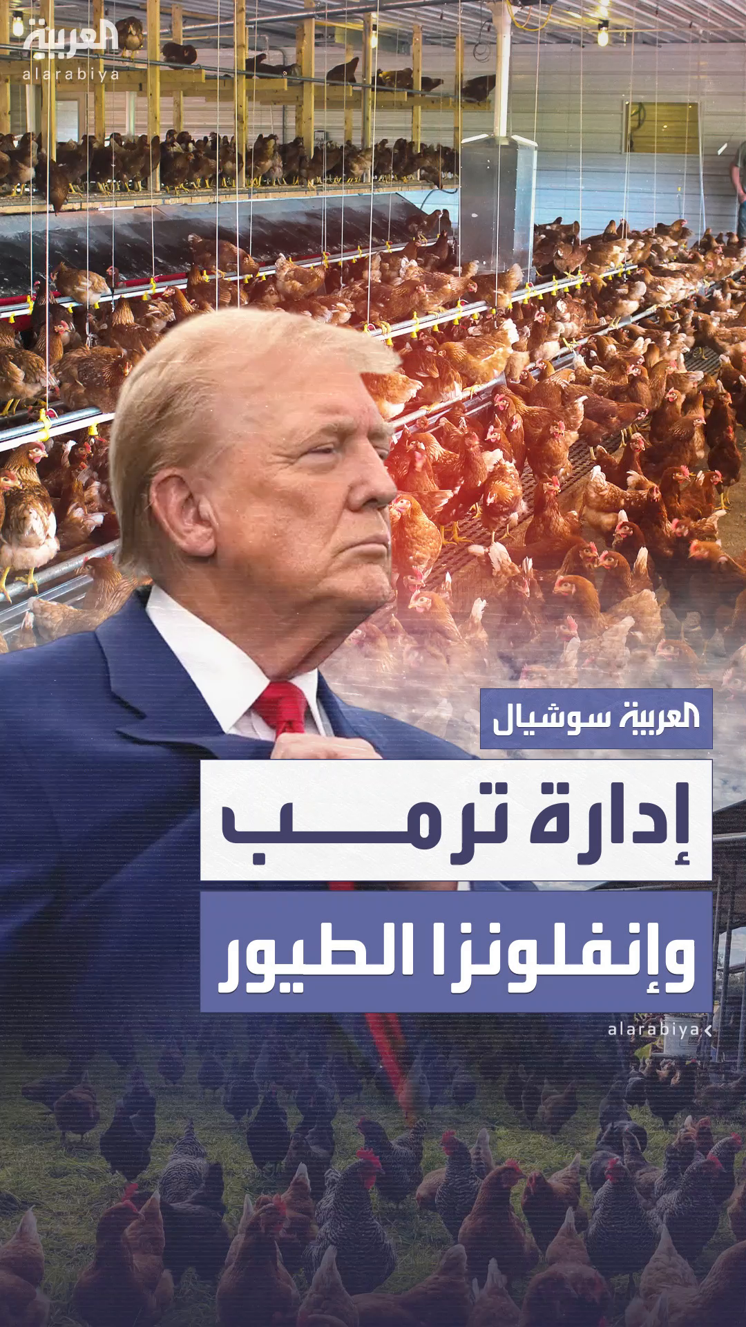 بعد ارتفاع أسعار البيض.. خطة جديدة لإدارة ترمب في مكافحة إنفلونزا الطيور بعد ارتفاع أسعار البيض.. خطة جديدة لإدارة ترمب في مكافحة إنفلونزا الطيور