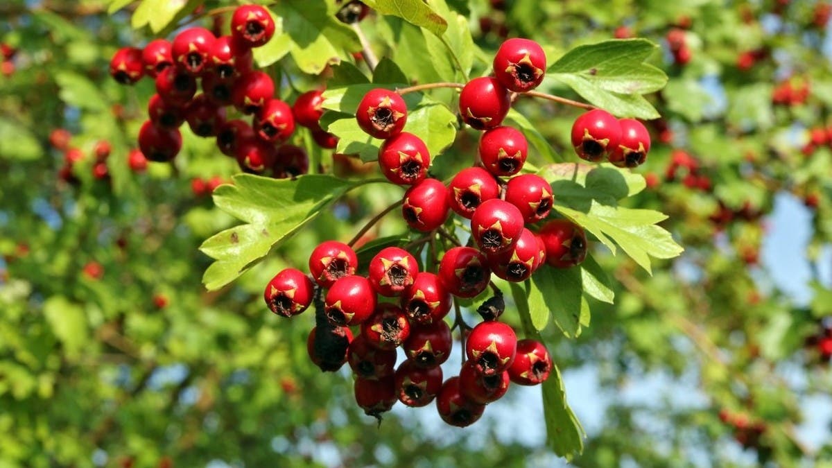 c193810f-5017-4727-ae90-15b3e74b783c_16x9_1200x676.jpg