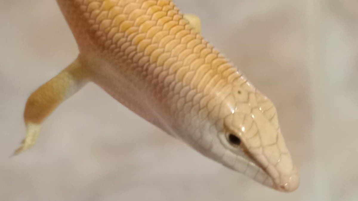 c6398c78-c875-4a36-8719-96d5c8e11b4f_16x9_1200x676.jpg