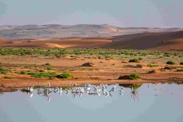محمية نفود عريق تقع في المنطقة الوسطى جنوب غرب مدينة القصيم - مصدر الصورة: المركز الوطني لتنمية الحياة الفطرية