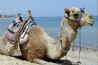Camels strut their stuff in UAE &#039;beauty pageant&#039;