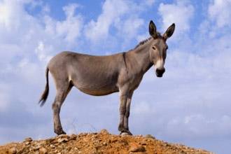 No regrets, Egypt&#039;s donkey butchers tell court