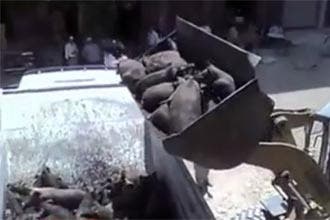 Egypt's pig killing spree causes sectarian tension
