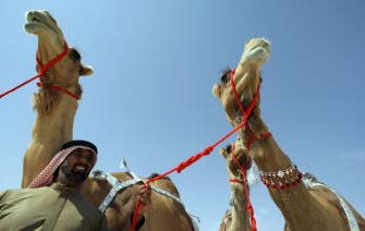UAE man pays $6.45 million for three camels