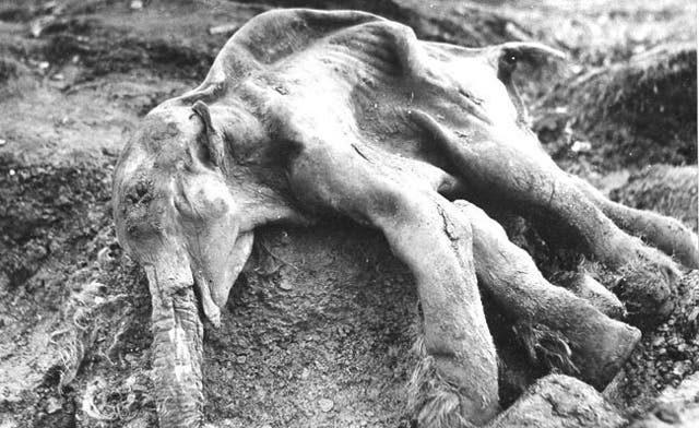 Russian reindeer herder discovers remains of baby mammoth