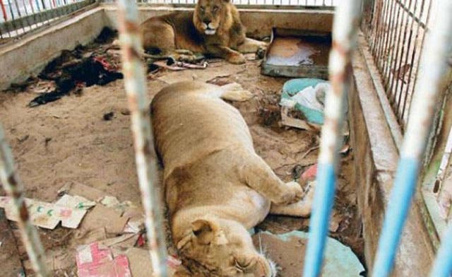 In Gaza zoo, stuffed animals join live ones