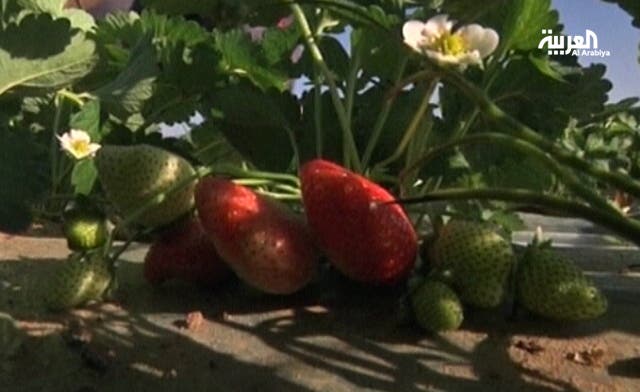 Europe gets a taste of Palestinian strawberries